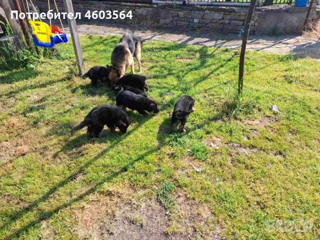 Немски овчарки, снимка 6 - Немска овчарка - 54514129