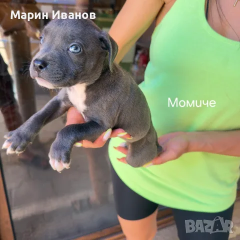 Сини питбулчета , снимка 2 - Питбул - 55671958
