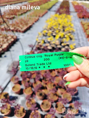Червенолистна Смрадлика, Cotinus Royal purple или още Тетра!!!, снимка 6 - Градински цветя и растения - 54657841