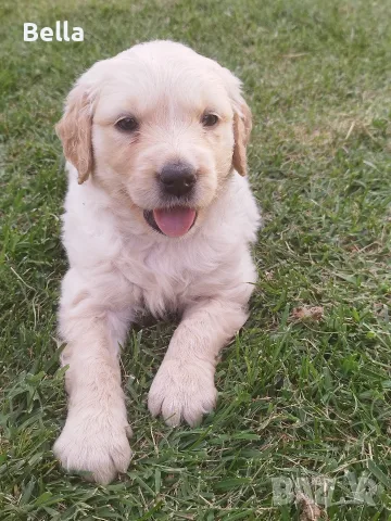 Golden retriever /puppies , снимка 3 - Голдън ретривър - 55483387
