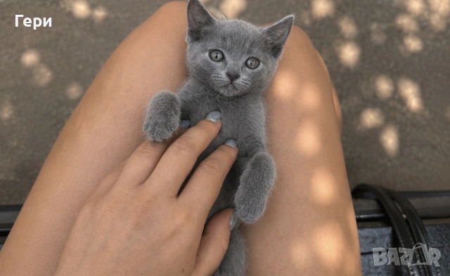 Руски сини котета , снимка 4 - Руска синя котка - 55257080