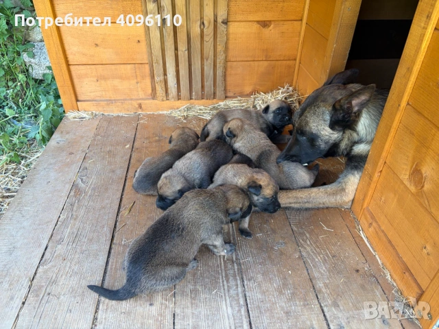 Белгийски овчарки (Малиноа), снимка 3 - Белгийска овчарка - 54834363