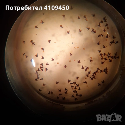 Конус VITLAB 1000 мл — за инкубация на цисти от артемия и хранене на млади рибки, снимка 3 - Аквариуми - 55250263