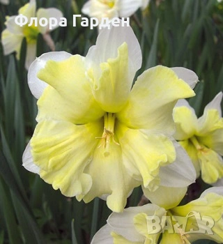 Луковици НАРЦИС - Предварителни поръчки, снимка 15 - Сортови семена и луковици - 46827345