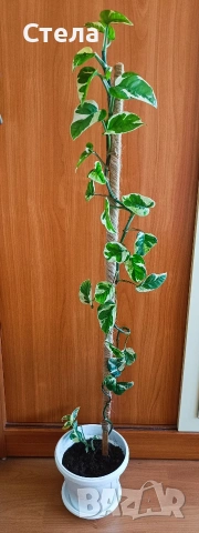 Хлорофитум, Сциндапсус, Бенджамин и други цветя , снимка 17 - Стайни растения - 45108051