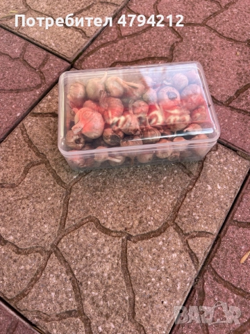 луковици шафран