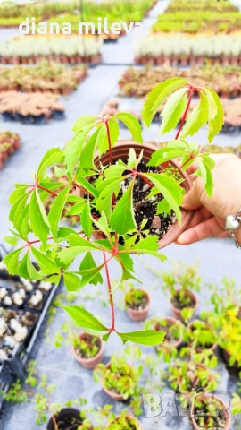 Дива лоза (Parthenocissus quinquefolia), снимка 7 - Градински цветя и растения - 54905860