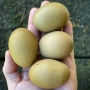 Продавам разплодни яйца от Олив егер, снимка 1