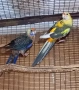   РАЗМНОЖАВАЩИ СЕ ДВОЙКИ РОЗЕЛИ, снимка 2