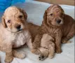 Продавам кученца мини пудел., снимка 2