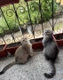 Британски / шотландски котенца , снимка 8
