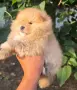 Померанче момче, снимка 1