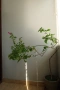 Бугенвилея, Bougainvillea spectabilis, 4-год. фиданка, снимка 1