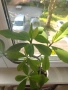 Каучуково растение (Syngonium grantii) , снимка 2
