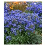Anchusa ‘Blue Angel’ (Анхуза Син ангел), снимка 3