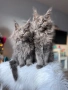 Мейн кун котенца / Мейн куун котенца / Maine coon kittens, снимка 5