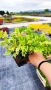 Османтус Гошики, Osmanthus heterophyllus Goshiki, снимка 7