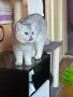 Мъжки котарак за разплод, снимка 1