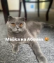 Продавам шотландски клепоухи малки котенца 😻, снимка 9