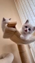 Регдол чистокръвни котета / Ragdoll, снимка 7