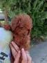 Пудел той/poodle toy, снимка 3