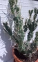 Продавам кактус , снимка 2