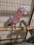 Бебе розово какаду , снимка 4