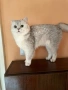 Британско коте- окраска Таби, снимка 6