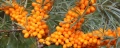Облепиха (Hippophae), снимка 2