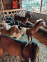 продавам четири кози , снимка 6