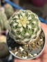 Кактус Echinocereus viridiflorus var. correllii, снимка 4