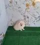 померан мъжко и женско, снимка 1
