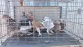 Продавам гълъби Мардини-Турски млади , снимка 4