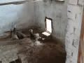 Продавам индийски пауни, снимка 3