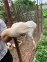 Пилета от домашни кокошки, снимка 4