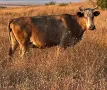 Продавам Месодайни Крави, снимка 4