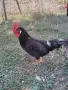 Петли Петел Черен Легхорн Leghorn, снимка 4
