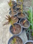 Продавам божур, снимка 2