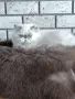 Персийско коте 😻💙, снимка 3