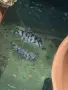 L236 pleco - 3+ см, снимка 6