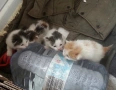 Подаряваме 4 котета сирачета, снимка 4