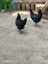 Млади ярки супер харко, снимка 1