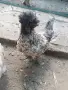 Бантам мини кокошки, снимка 5