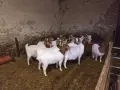 Боер- Бурски кози-Ярета за разплод, снимка 1