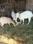 Продавам 1 коза с 3 ярета, снимка 1