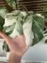 Monstera Albo Variegata (Монстера Албо Вариегата), снимка 3