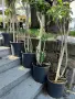 Продавам Шефлера / Schefflera 10 годишна, 170 см. височина, 10 броя, снимка 8