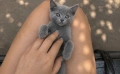 Руски сини котета , снимка 4