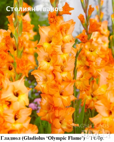 Гладиол (Gladiolus ‘Olympic Flame’) - грудки