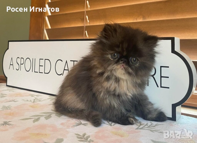 Персийски котета